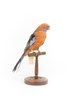 Platycercus Elegans / Crimson Rosella mounted on a wooden stand, front facing