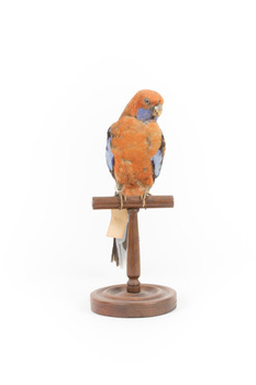 Platycercus Elegans / Crimson Rosella mounted on a wooden stand, front facing