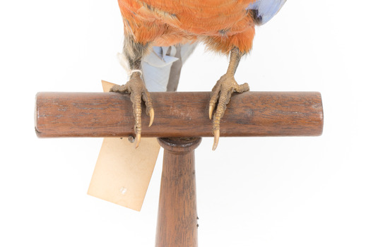 Platycercus Elegans / Crimson Rosella mounted on a wooden stand, front facing