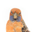Platycercus Elegans / Crimson Rosella mounted on a wooden stand, front facing