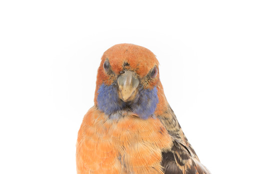 Platycercus Elegans / Crimson Rosella mounted on a wooden stand, front facing