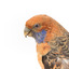Platycercus Elegans / Crimson Rosella mounted on a wooden stand, front facing