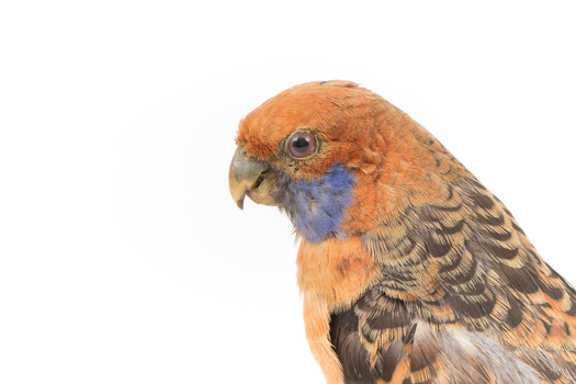Platycercus Elegans / Crimson Rosella mounted on a wooden stand, front facing