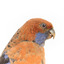 Platycercus Elegans / Crimson Rosella mounted on a wooden stand, front facing