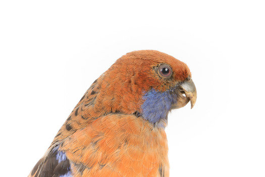 Platycercus Elegans / Crimson Rosella mounted on a wooden stand, front facing