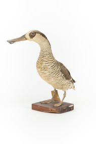 Animal specimen - Pink-Eared Duck, Trustees of the Australian Museum, 1860-1880