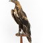 Aquila audax / wedgetail eagle standing on a wooden mount, facing forward