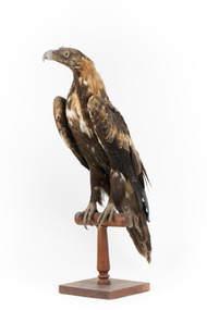 Aquila audax / wedgetail eagle standing on a wooden mount, facing forward