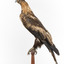 Aquila audax / wedgetail eagle standing on a wooden mount, facing forward