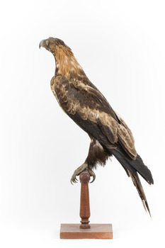 Aquila audax / wedgetail eagle standing on a wooden mount, facing forward