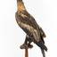 Aquila audax / wedgetail eagle standing on a wooden mount, facing forward