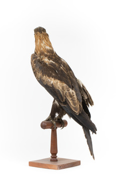 Aquila audax / wedgetail eagle standing on a wooden mount, facing forward