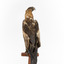 Aquila audax / wedgetail eagle standing on a wooden mount, facing forward