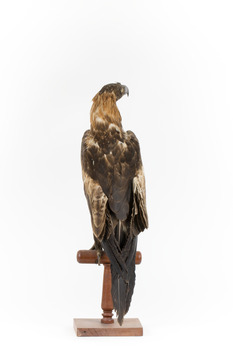 Aquila audax / wedgetail eagle standing on a wooden mount, facing forward