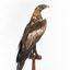 Aquila audax / wedgetail eagle standing on a wooden mount, facing forward