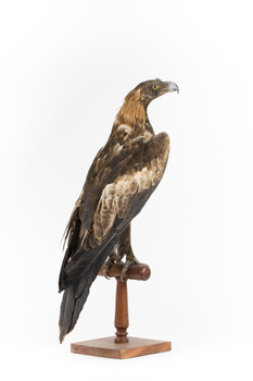 Aquila audax / wedgetail eagle standing on a wooden mount, facing forward
