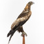 Aquila audax / wedgetail eagle standing on a wooden mount, facing forward