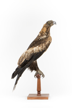 Aquila audax / wedgetail eagle standing on a wooden mount, facing forward