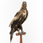 Aquila audax / wedgetail eagle standing on a wooden mount, facing forward