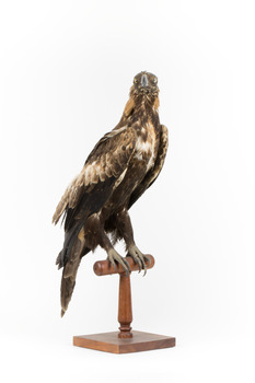 Aquila audax / wedgetail eagle standing on a wooden mount, facing forward