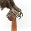 Aquila audax / wedgetail eagle standing on a wooden mount, facing forward