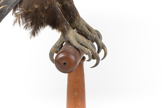 Aquila audax / wedgetail eagle standing on a wooden mount, facing forward