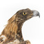 Aquila audax / wedgetail eagle standing on a wooden mount, facing forward