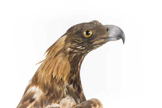Aquila audax / wedgetail eagle standing on a wooden mount, facing forward