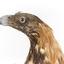 Aquila audax / wedgetail eagle standing on a wooden mount, facing forward