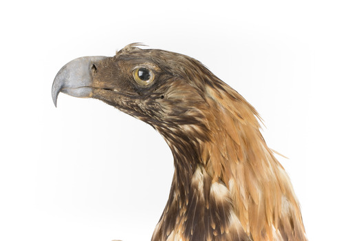 Aquila audax / wedgetail eagle standing on a wooden mount, facing forward