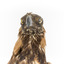 Aquila audax / wedgetail eagle standing on a wooden mount, facing forward