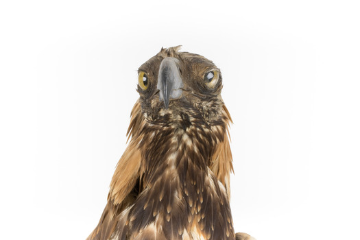 Aquila audax / wedgetail eagle standing on a wooden mount, facing forward