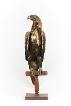 Aquila audax / wedgetail eagle standing on a wooden mount, facing forward