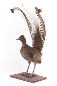 Male Superb Lyrebird standing on a wooden mount facing forward