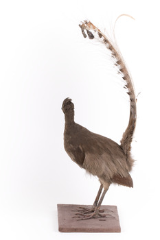 Male Superb Lyrebird standing on a wooden mount facing forward