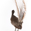 Male Superb Lyrebird standing on a wooden mount facing forward