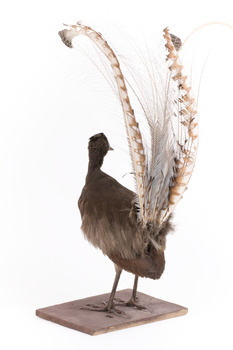 Male Superb Lyrebird standing on a wooden mount facing forward