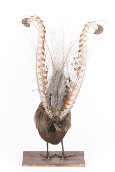 Male Superb Lyrebird standing on a wooden mount facing forward