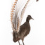 Male Superb Lyrebird standing on a wooden mount facing forward