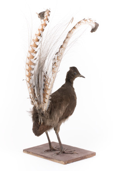 Male Superb Lyrebird standing on a wooden mount facing forward