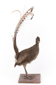 Male Superb Lyrebird standing on a wooden mount facing forward