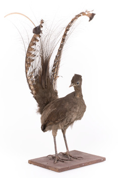 Male Superb Lyrebird standing on a wooden mount facing forward