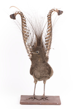 Male Superb Lyrebird standing on a wooden mount facing forward