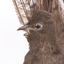 Male Superb Lyrebird standing on a wooden mount facing forward