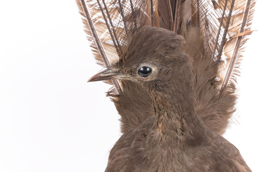 Male Superb Lyrebird standing on a wooden mount facing forward