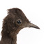 Male Superb Lyrebird standing on a wooden mount facing forward