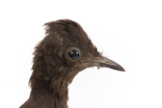 Male Superb Lyrebird standing on a wooden mount facing forward