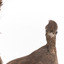 Male Superb Lyrebird standing on a wooden mount facing forward