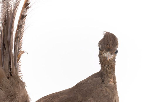 Male Superb Lyrebird standing on a wooden mount facing forward