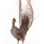 Male Superb Lyrebird standing on a wooden mount facing forward